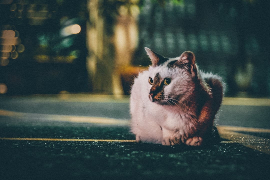 Photo Cat, night